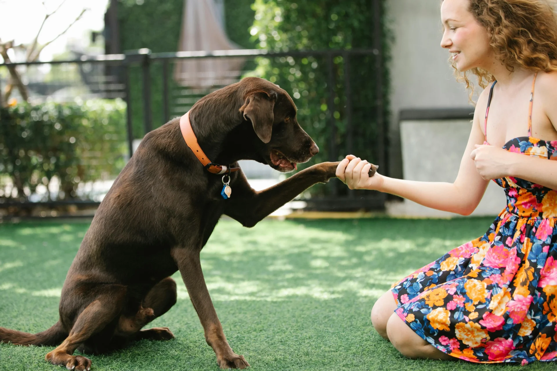 Hunting dog collars