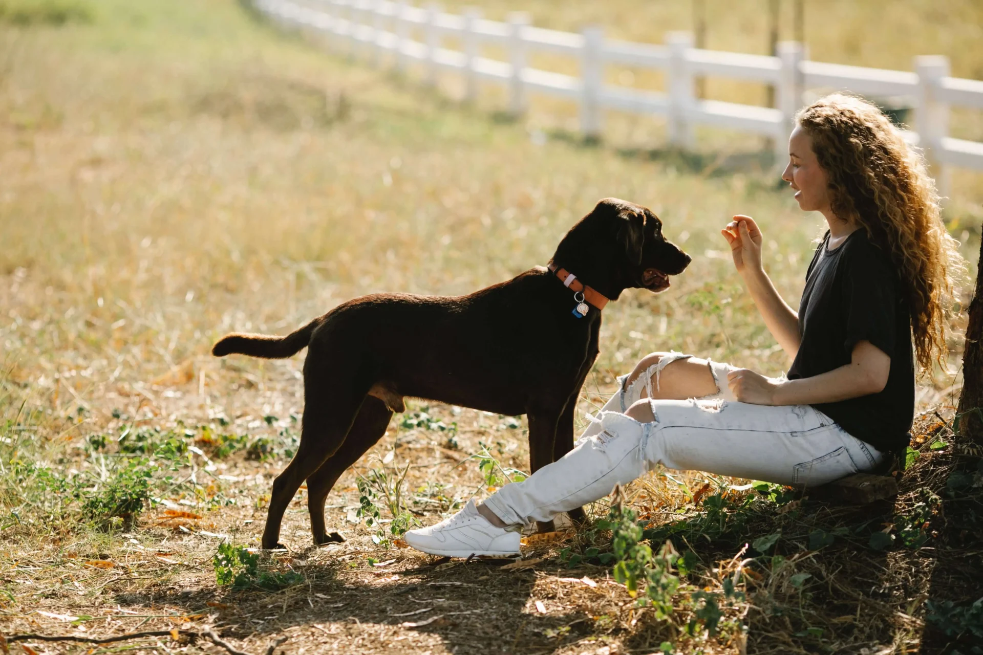 Train a dog's boundaries with a shock collar