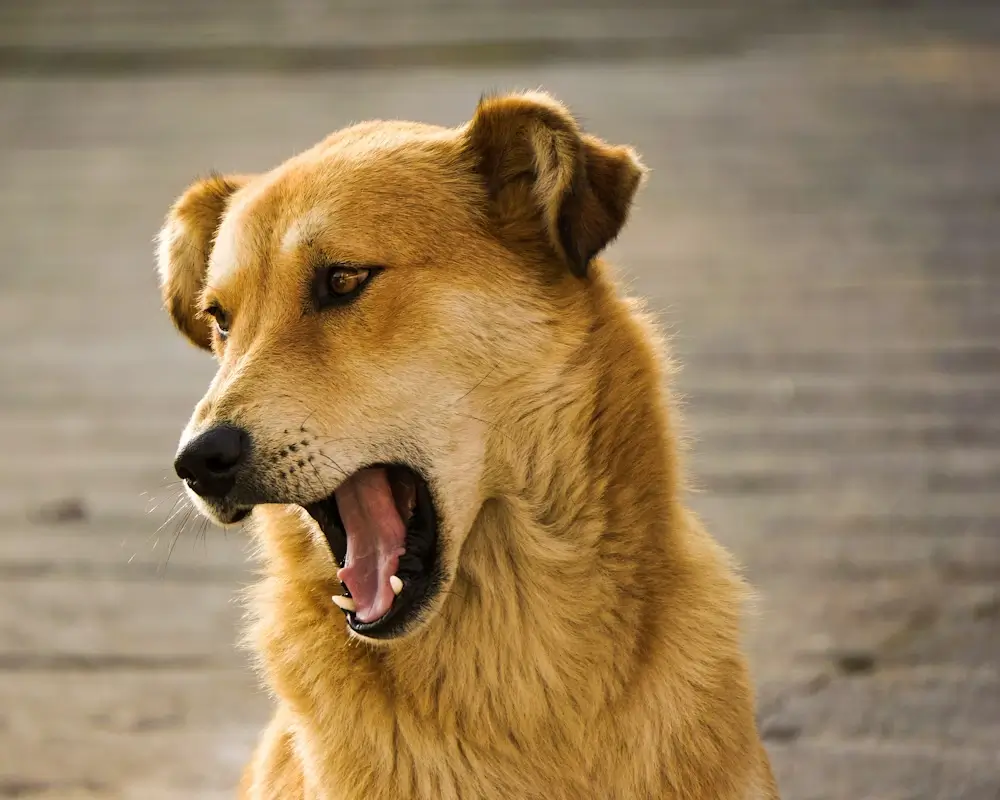 Best Collar to Stop a Dog from Barking