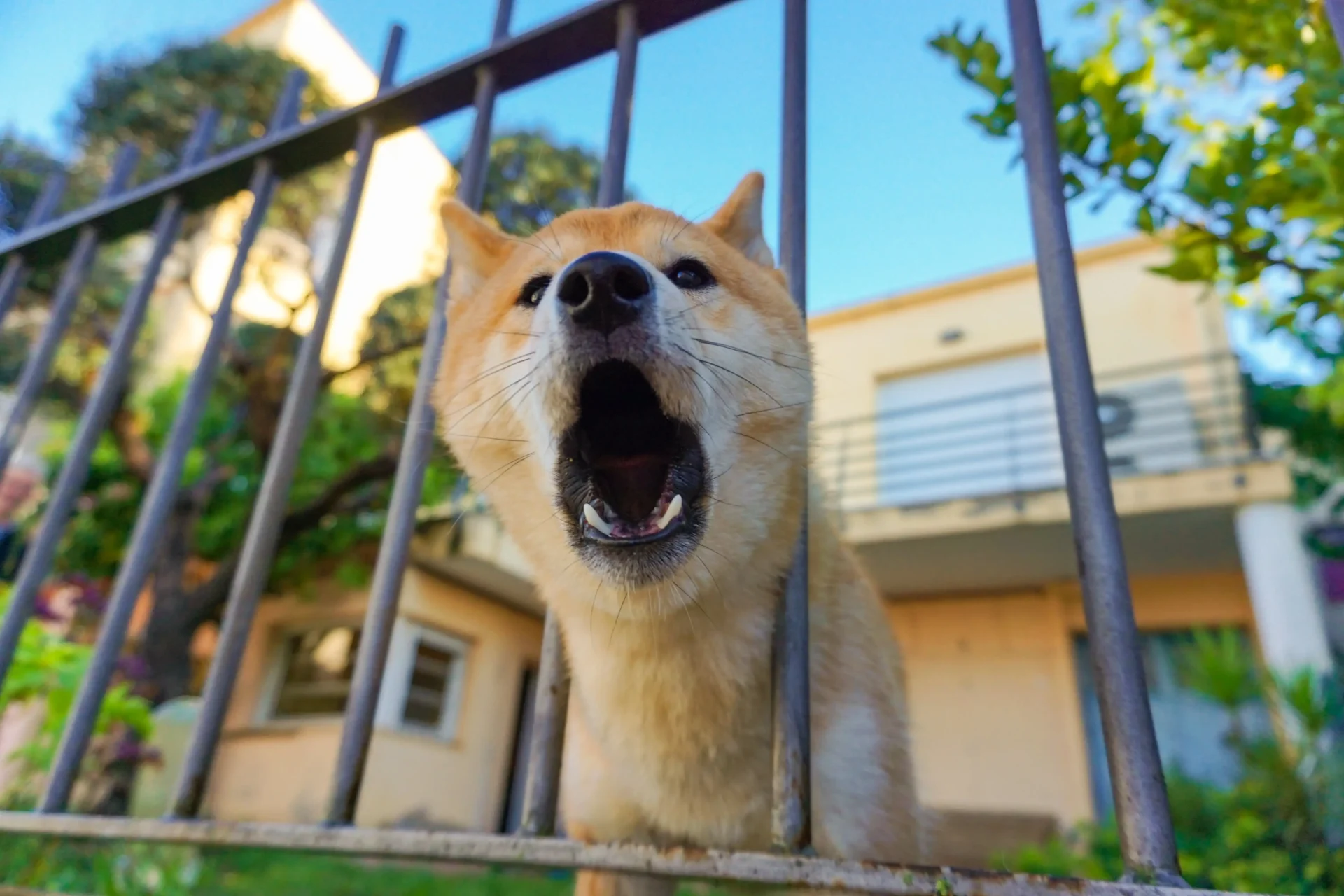 dog barking collars