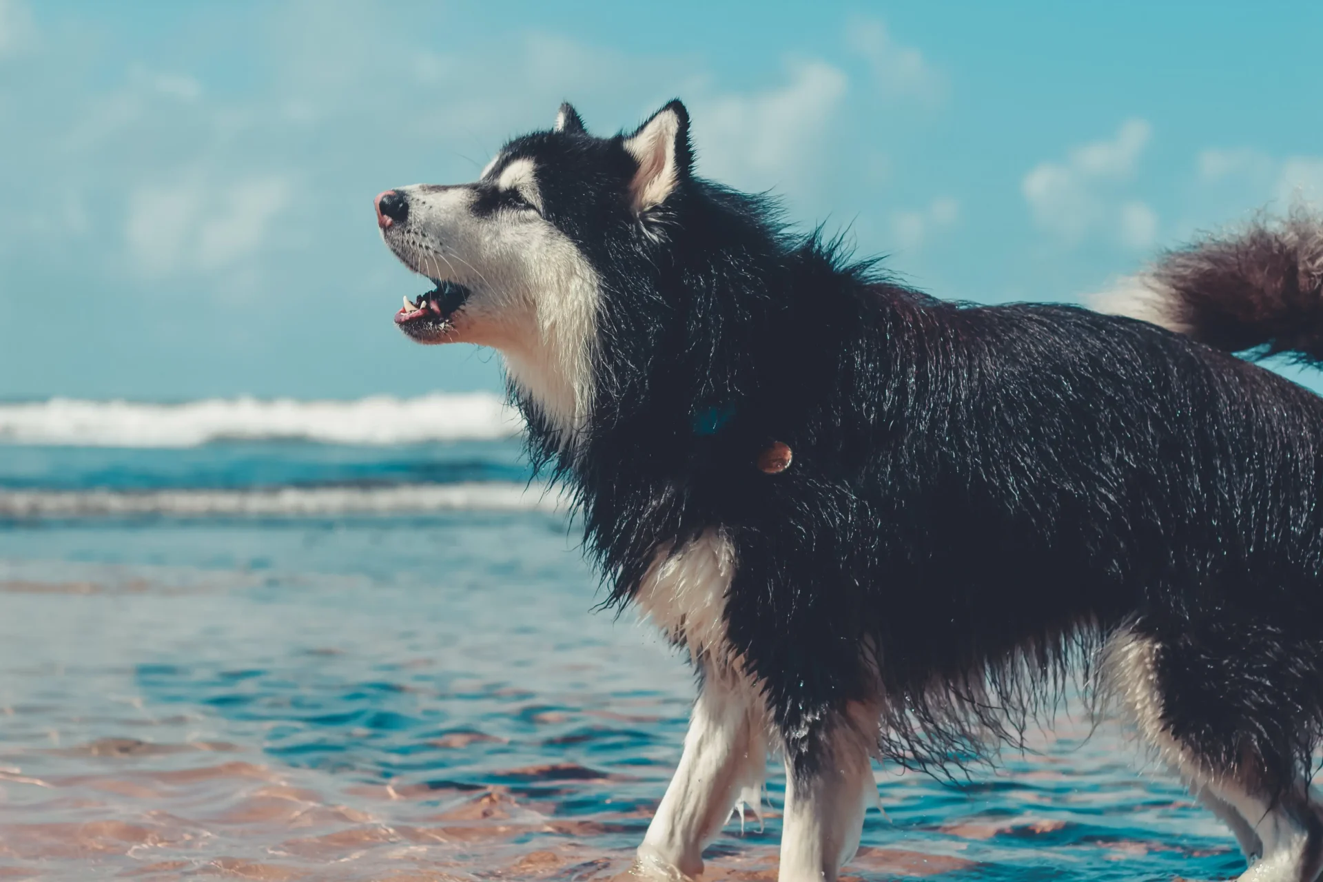 furry barking dog collars