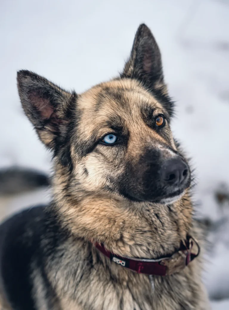 Best Dog Collars for German Shepherds