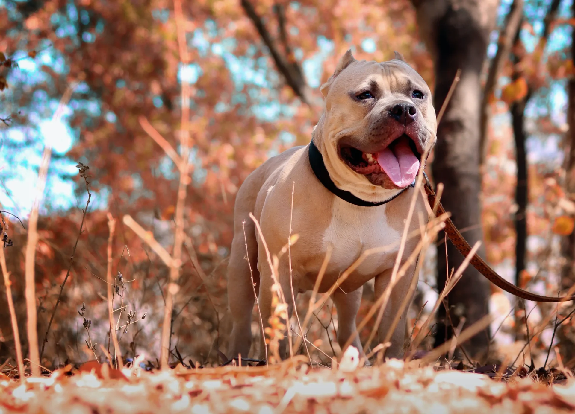 Best Spiked collars for Pitbulls