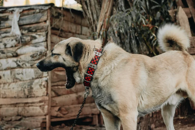 Why do dog collars have spikes?