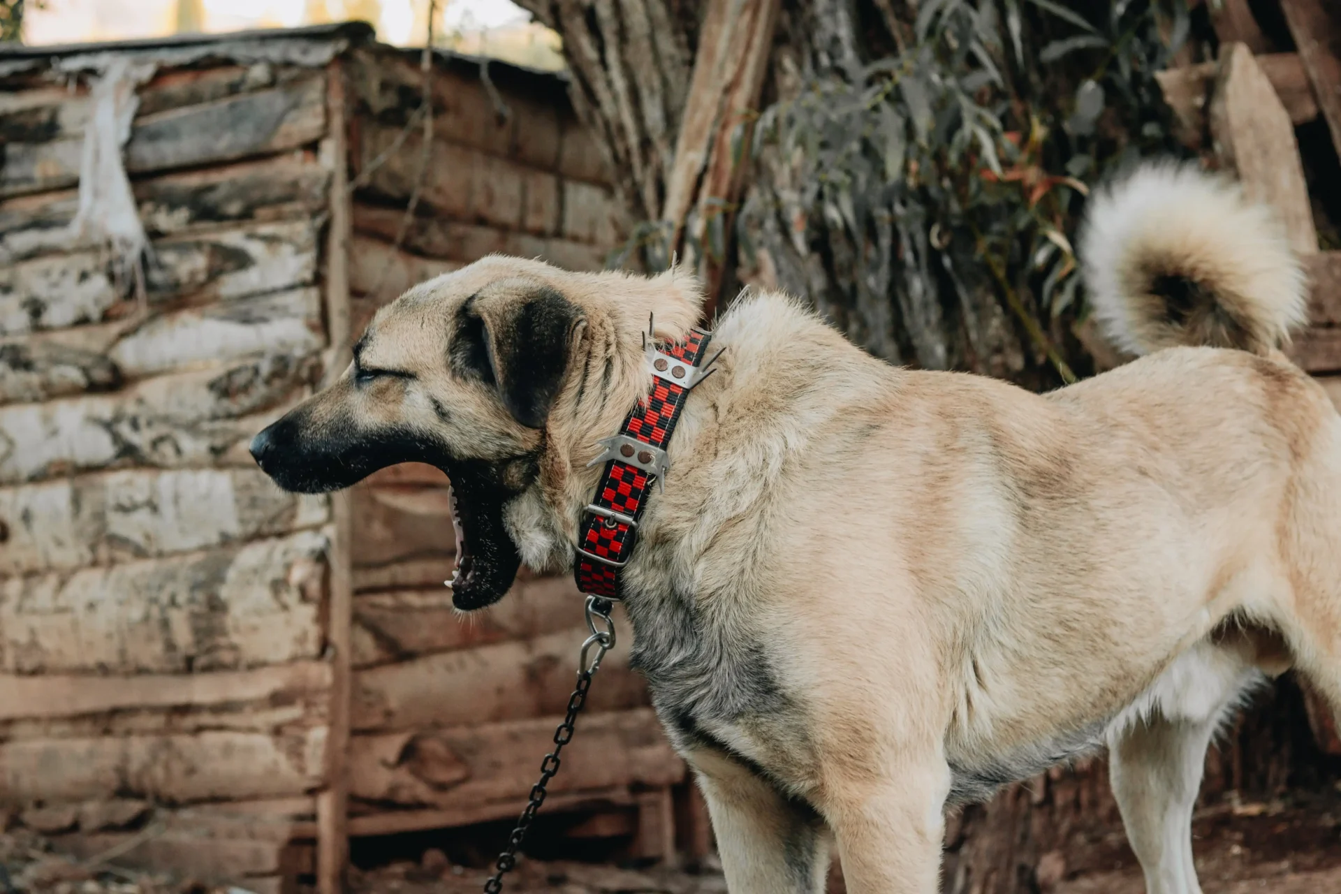 spiked dog collars