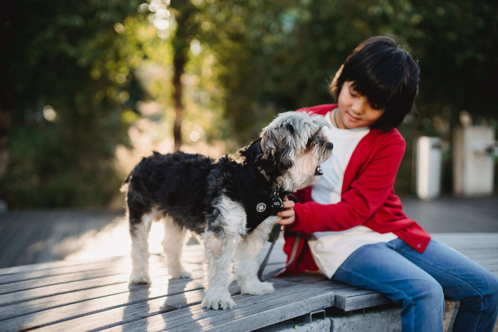 featured image of train a dog boundaries with shock collar