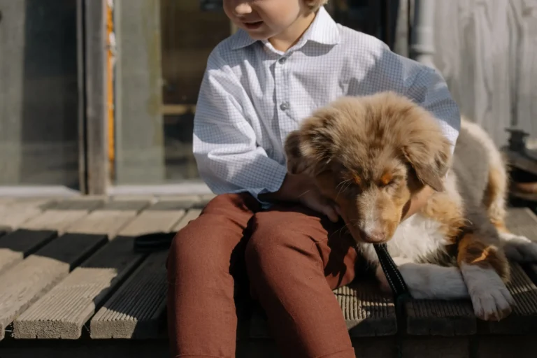 Right Collar for Your Australian Shepherd in 2024