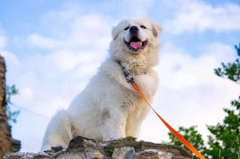 Do Shock Collars Work on Great Pyrenees? A Comprehensive Guide