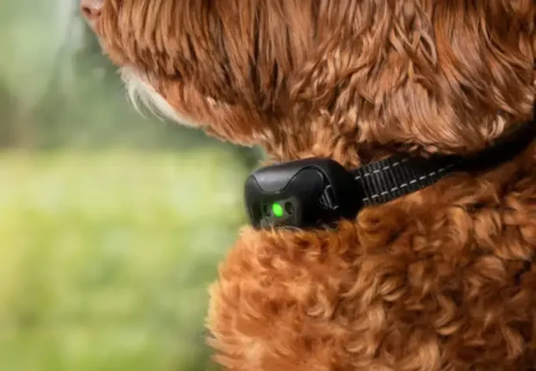 How to Pair Dog Collars with Remote: A Comprehensive Guide