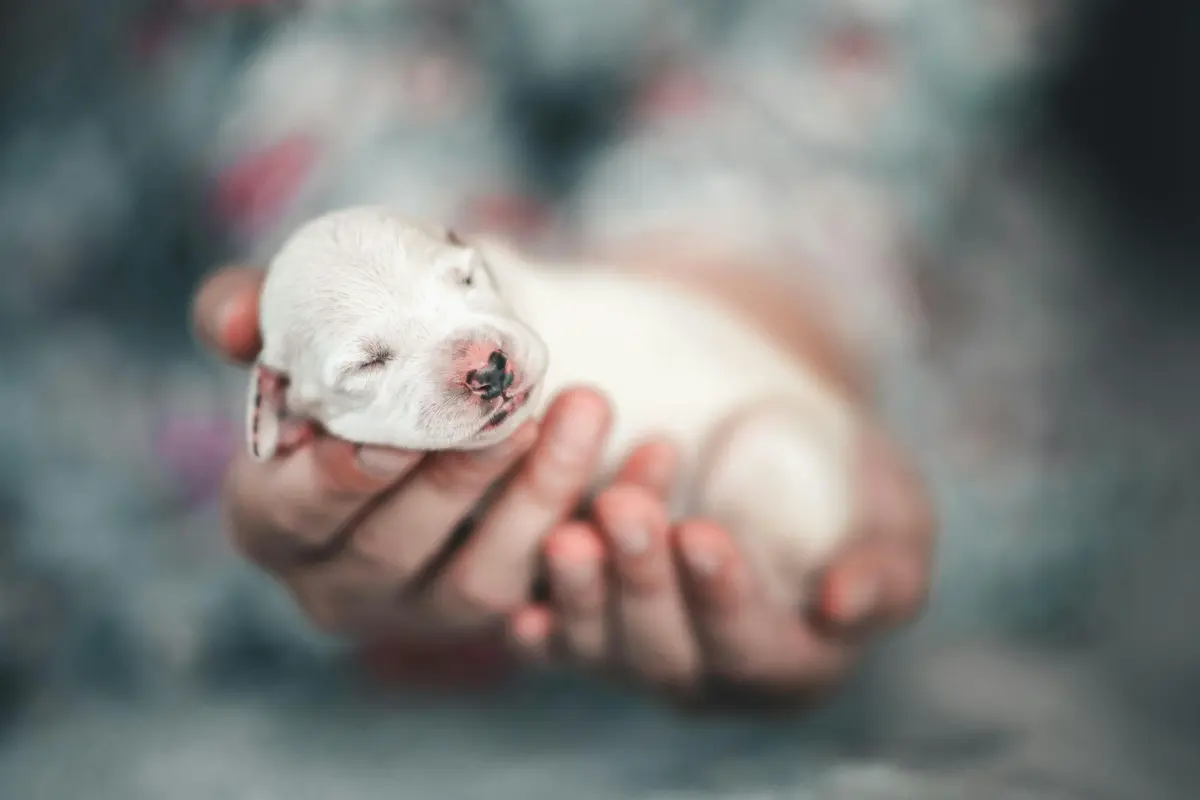 collars on newborn puppies? 