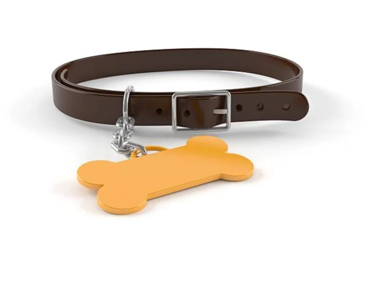 5 Steps to Fix a Dog Collar Buckle