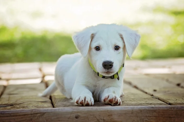 Why Do Dogs Like Their Collars? Exploring the Surprising Reasons