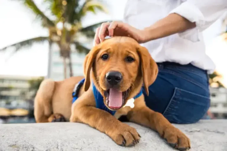 How Long Do Dog Flea Collars Last? (2024)