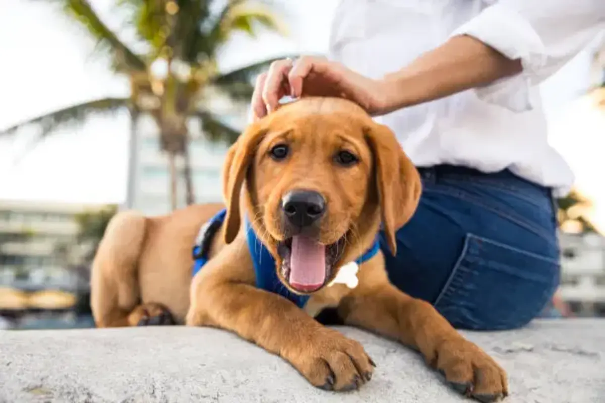 flea dog collars