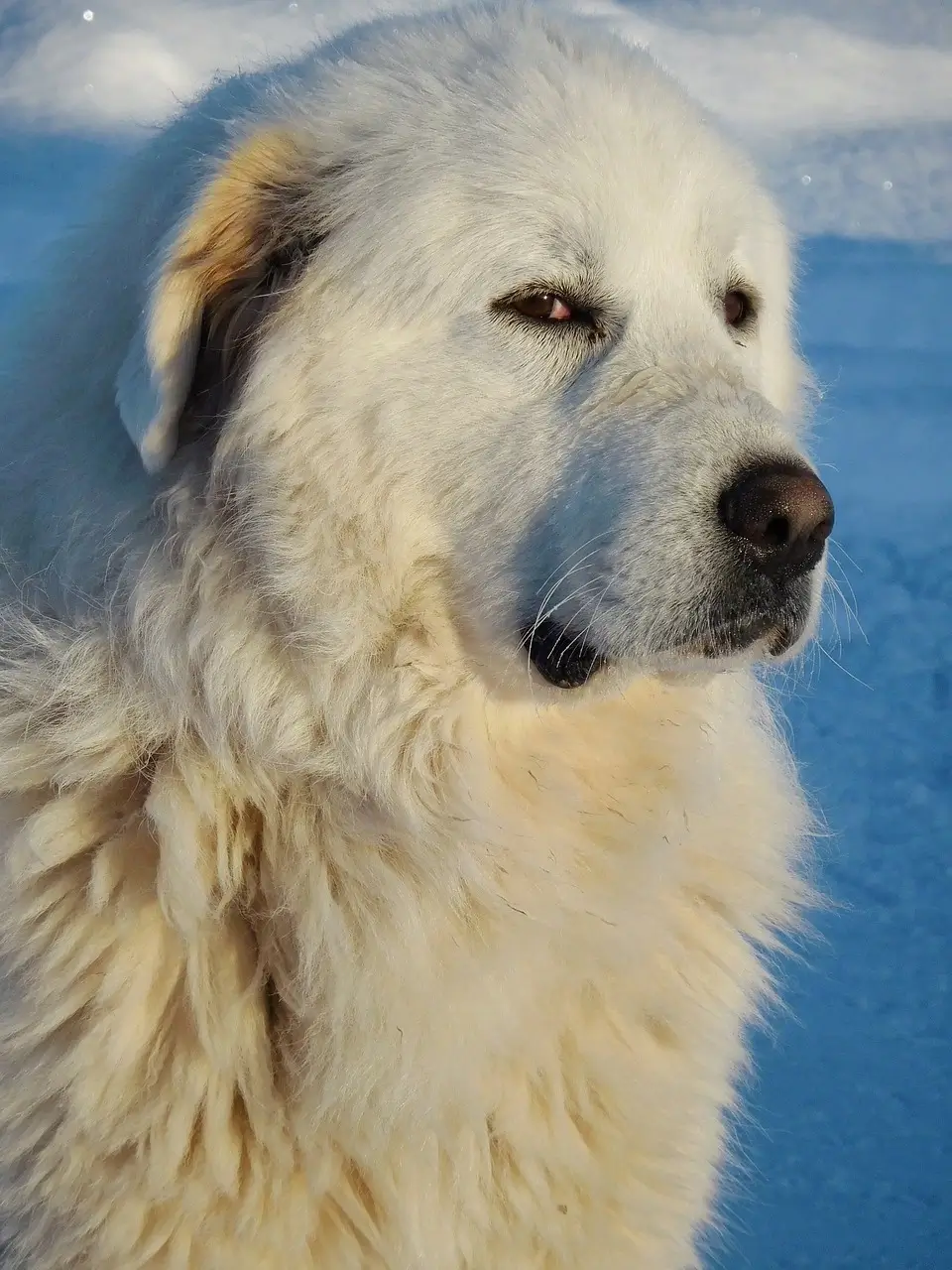 great-pyrenees