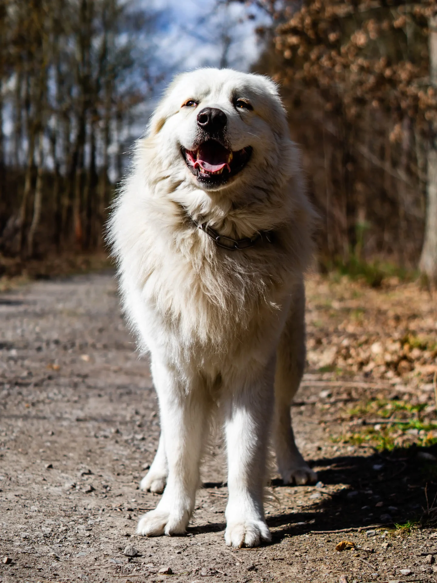 great-pyrenees dog