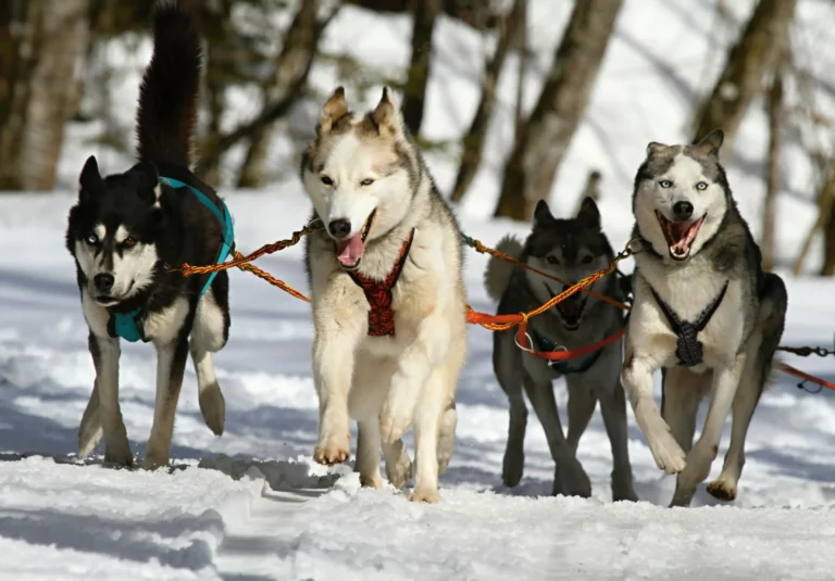 Best Shock Collar for Husky (2024) : A Comprehensive Guide