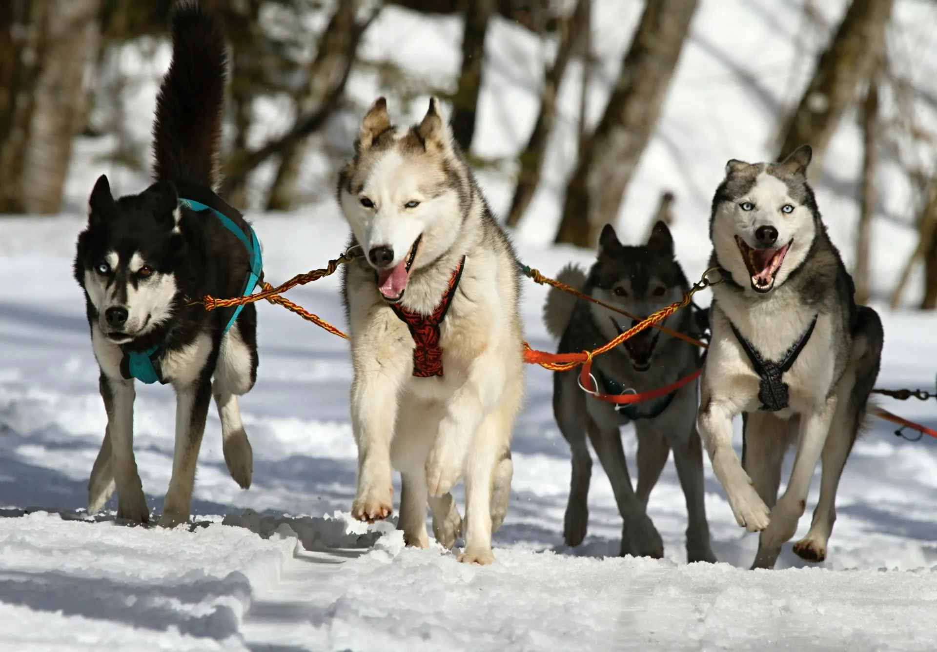 husky dogs