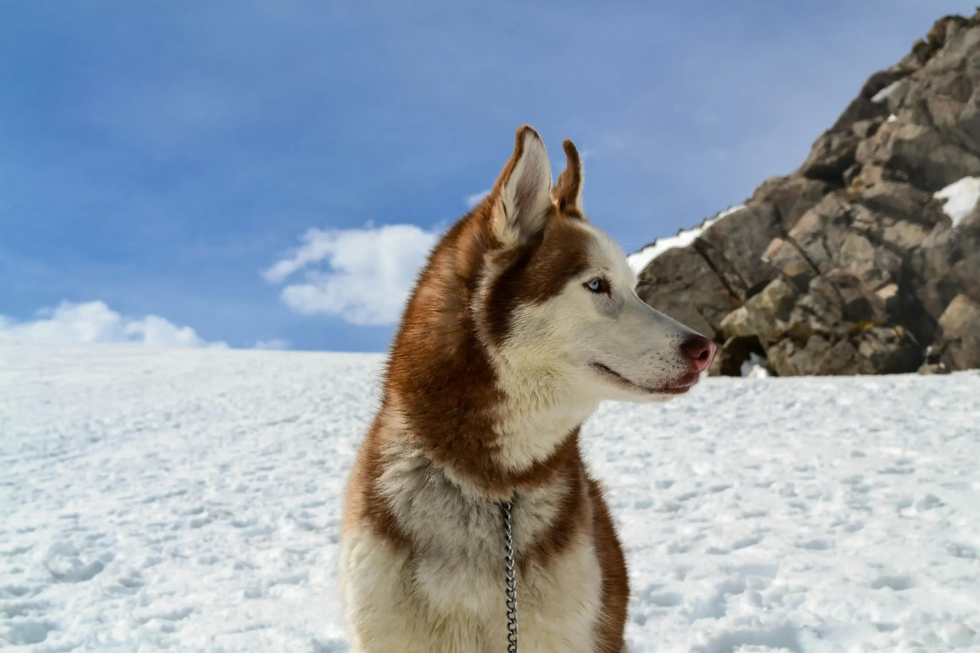 Best Shock Collar for Husky