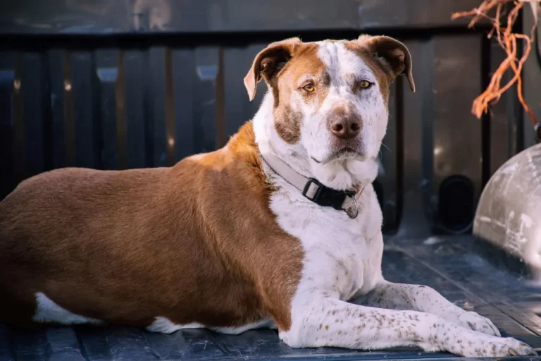 The Ultimate Guide to Static Dog Collars (2024)