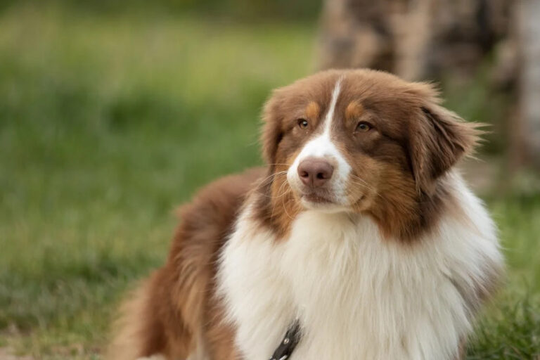 Best Training Collar for Australian Shepherd: A Comprehensive Guide