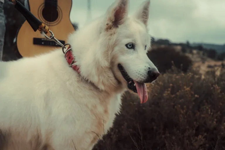 Best Training Collar for Huskies