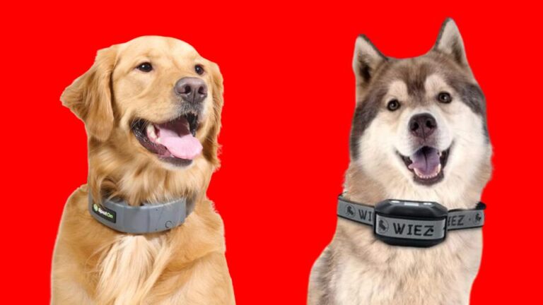 Best Wireless Dog Collars: Keeping Your Pup Safe and Secured