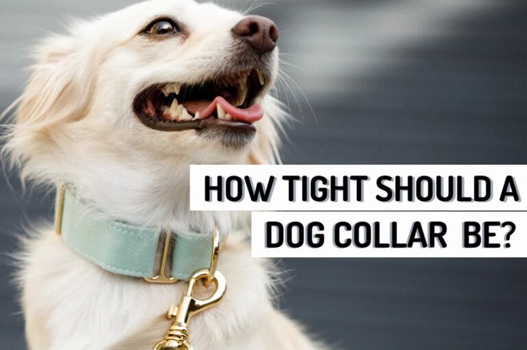 How Tight Should a Dog Collar Be?