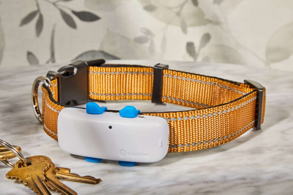 Understanding the Cost of Dog Shock Collars