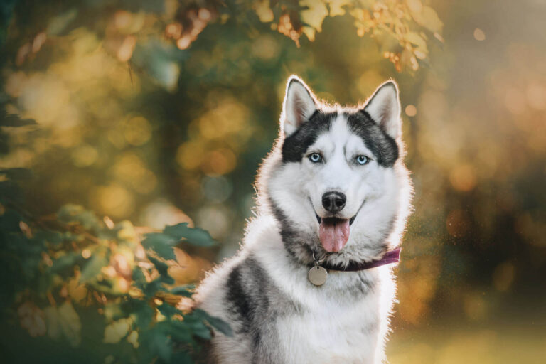 How to Attach a Dog Tag Collar