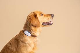 Understanding the Cost of Dog Shock Collars