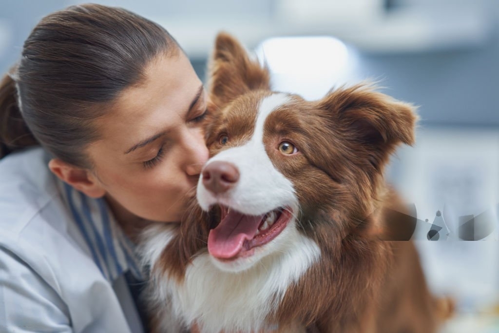 Best Dog Collar for Australian Shepherds