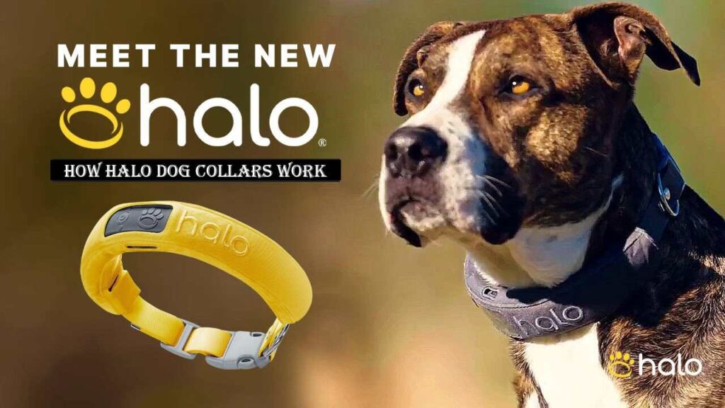 How Halo Dog Collars Work