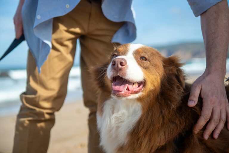 Best Dog Collar for Australian Shepherds