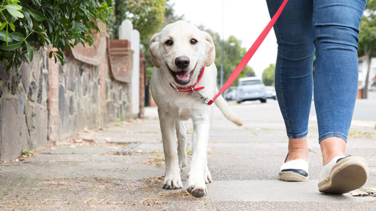 The Best Collar for Training Dog Walking: A Comprehensive Guide 2024