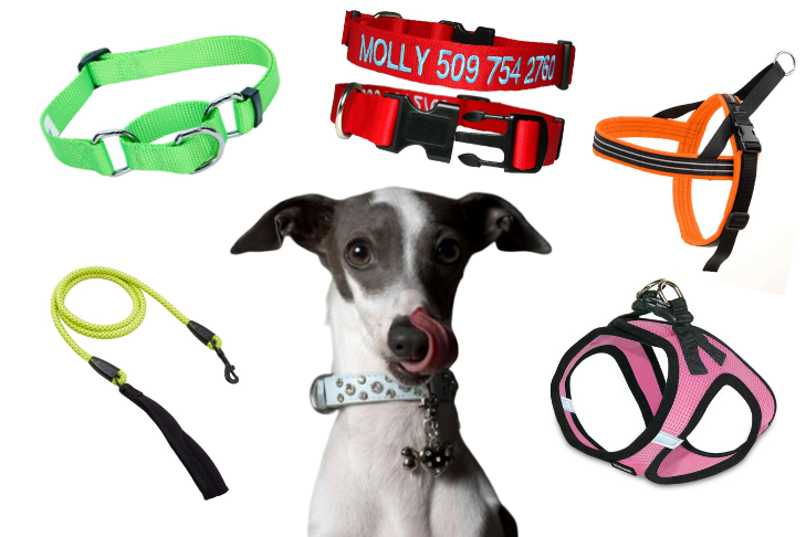 The Best Collar for Training Dog Walking
