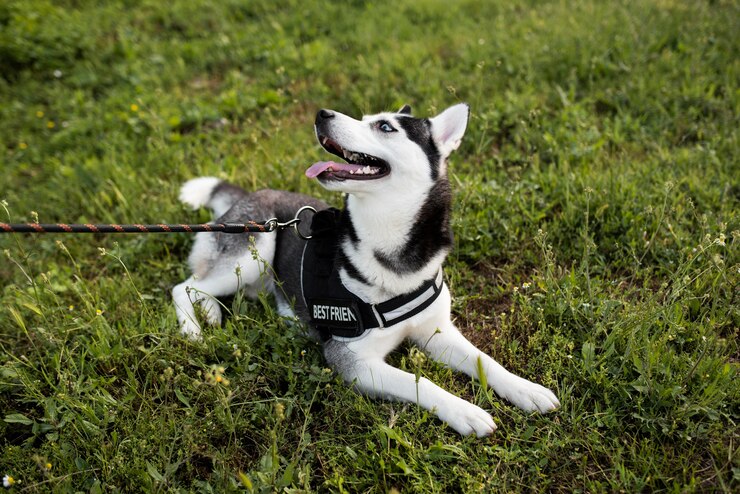 The Innovative Metal-Free Dog Collar