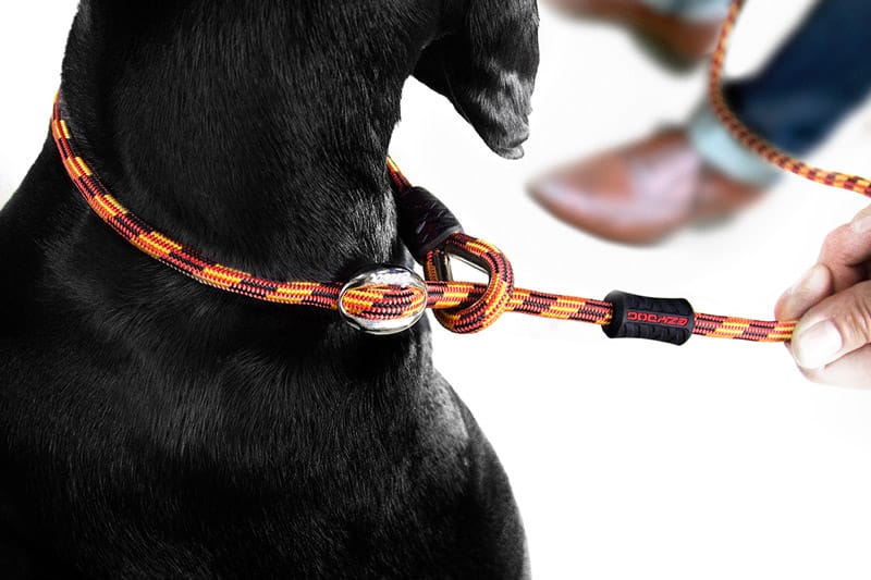 the Dog Slip Training Collar