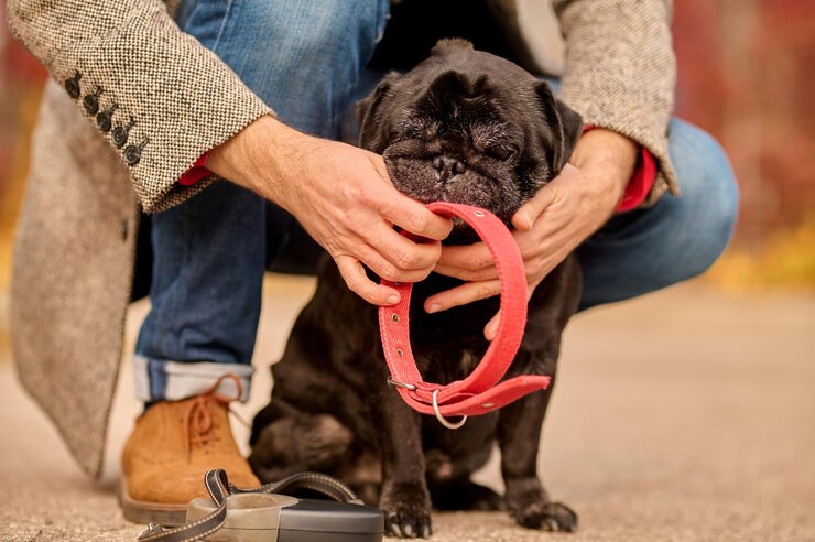 pet owner putting dog collar his pets neck 259150 57219