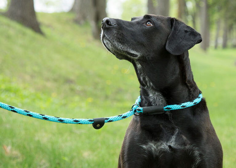 Understanding the Dog Slip Training Collar: An In-Depth Guide 2024