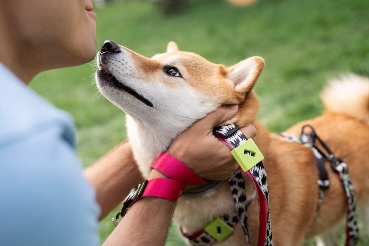 cute shiba inu pet with family 23 2149428912